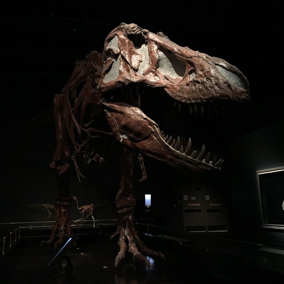 Cut From Tyrant Lizard Queen: Girls Just Want to Have Torosaurus