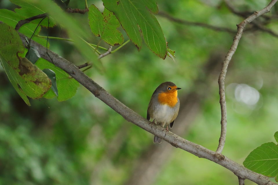 A txantxangorri, the European robin, on a fig branch. These birds are common in the Basque Country and are often used as its symbol.