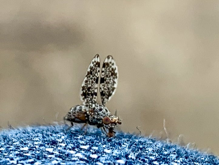 Peacock fly, Bethany Ricks, Frontenac State Park, May 16, 2019. Source: iNaturalist