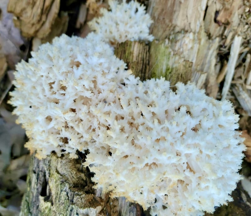 Beautiful coral-like mushrooms are growing in abundance this damp summer. Don’t eat them, but do admire their intricate beauty. They grow mostly on downed and rotting trees. A reminder that the messier our woods are, the richer habitat they are for fungi, birds and other creatures of the woods. / Photo by Pamela Miller