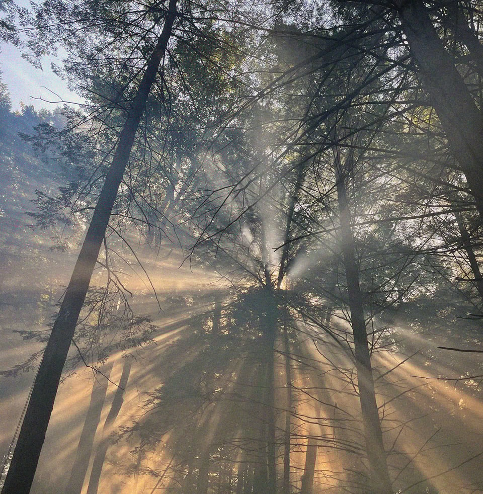sun streaming through skinny pines in a wash of 7am fog machine
