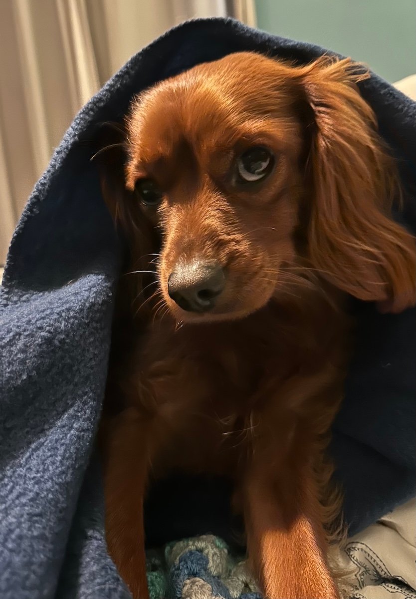 A dog wrapped in a blanket.