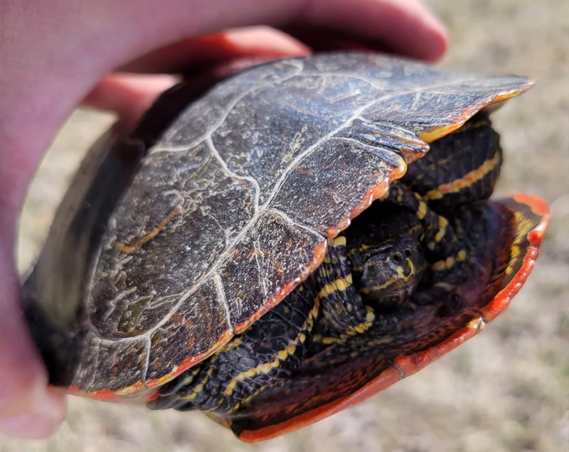 This painted turtle made it clear that it was none too happy to find itself picked up recently, but since it was being rescued from the middle of a paved road, the intervention seemed fair. We brake for turtles, especially this beautiful one, often less poetically called a mud turtle. / Photo by Pamela Miller