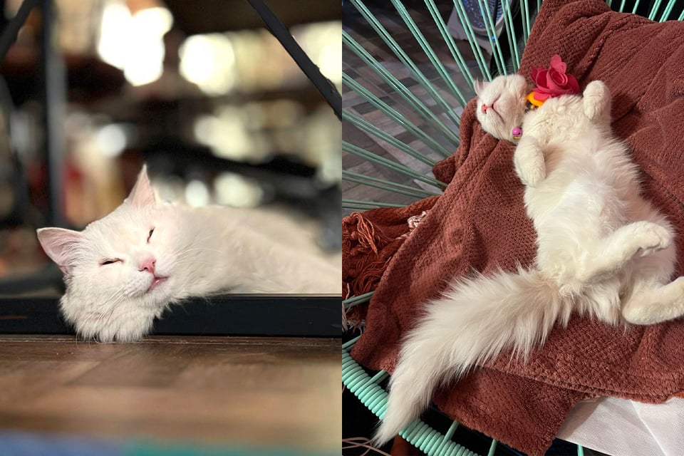 Two photos of the same white cat, snuggled under a table and sprawled on a chair