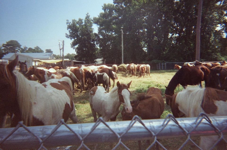 Foals and their mothers on a grassy patch of land behind a fence. The picture is kind of hazy and dreamlike.