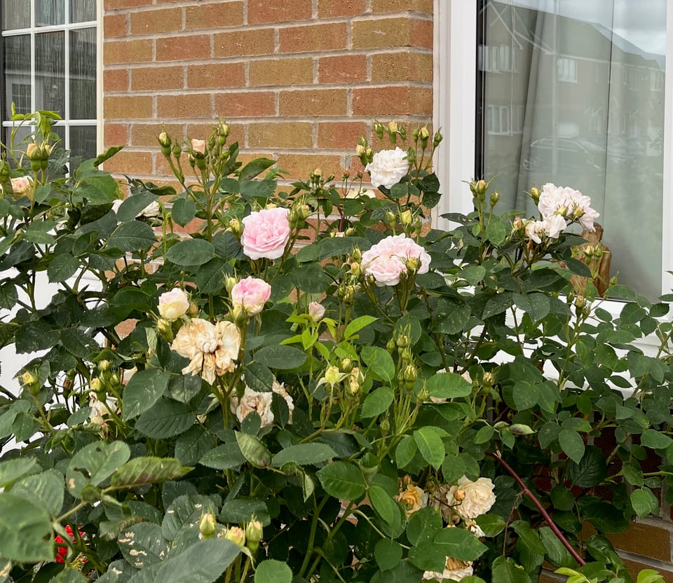 maidens blush rose in full bloom, flowers a deep fondant pink fading to white