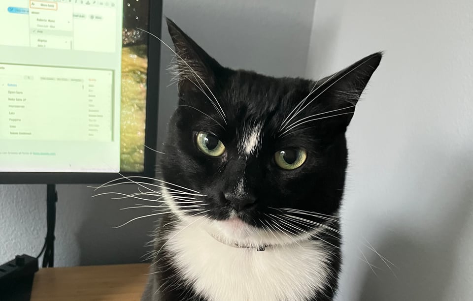 a cat in front of a computer