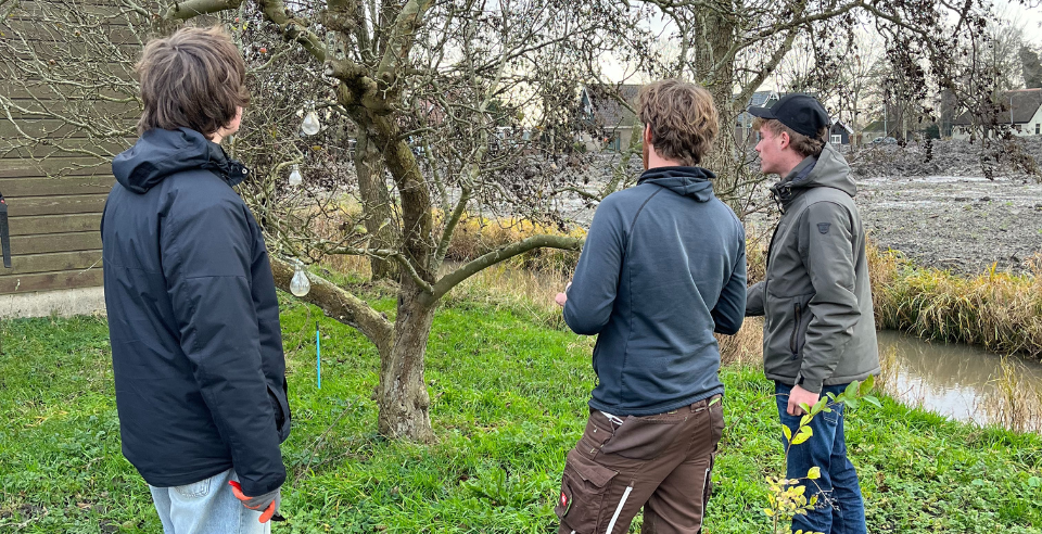 studenten snoeien fruitbomen