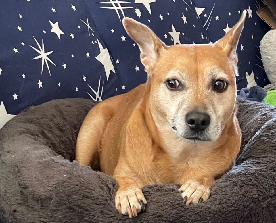 Kizu, a short-haired fawn-colored dog with a white-flecked muzzle, one pointed ear and one half-flopped ear and dark brown eyes is laying on a dark brown fluffy donut bed that is on a star-patterned couch. She is looking to the left of the photo with a very dubious expression. (She's looking at her brother, who is kicking in his sleep.)