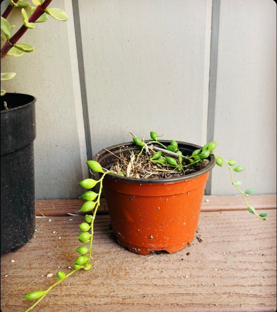a plant in a pot