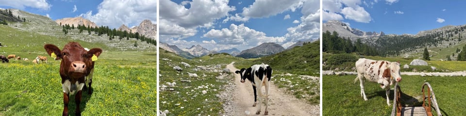 three cows: brown, black and white, and white with tan spots
