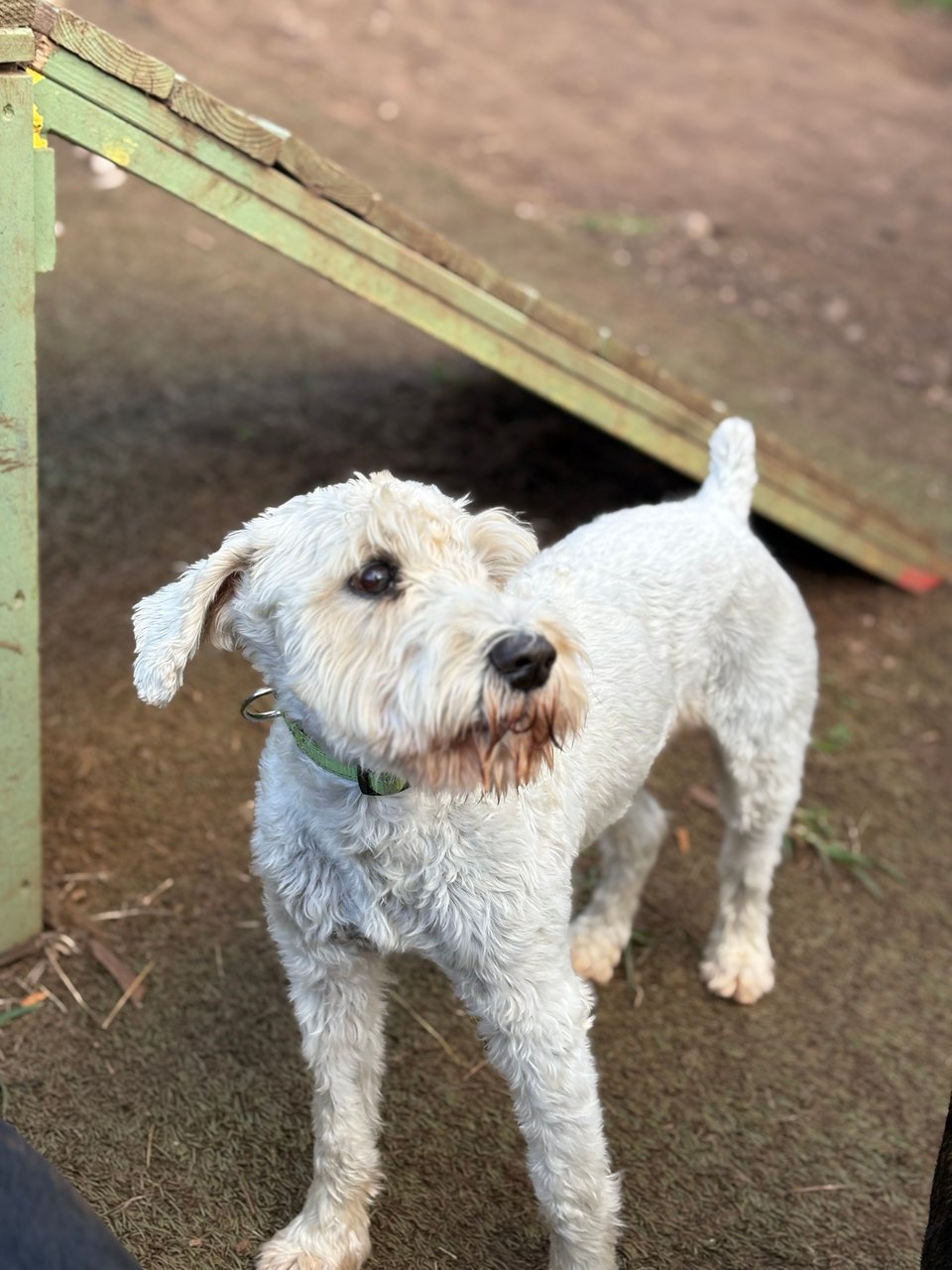 Finn, a white schnauzer, stands looking off to his left, imploringly, ears somewhat lowered, doubtless wondering why the heck no one is petting him.