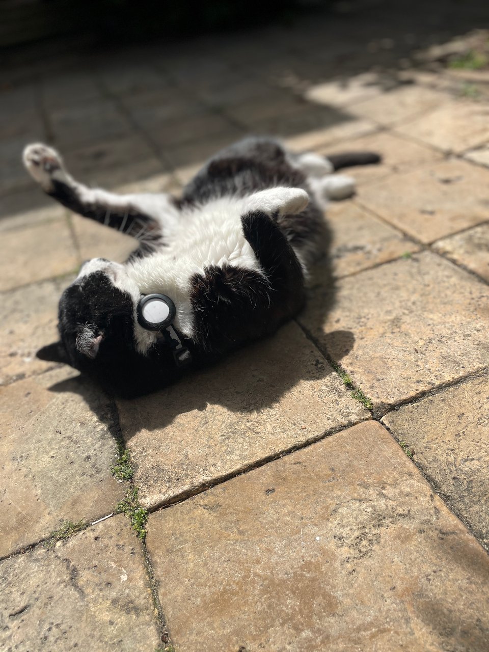 Pica sunning himself on the front patio.