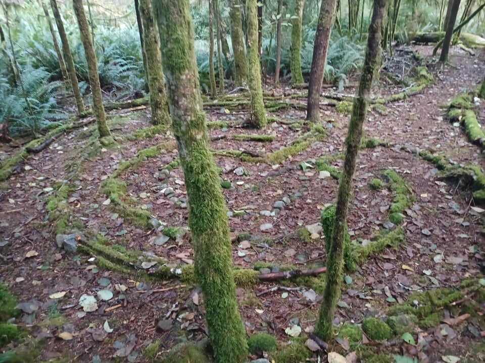 moss-grown outline of a labyrinth walking path in the middle of ferned woods