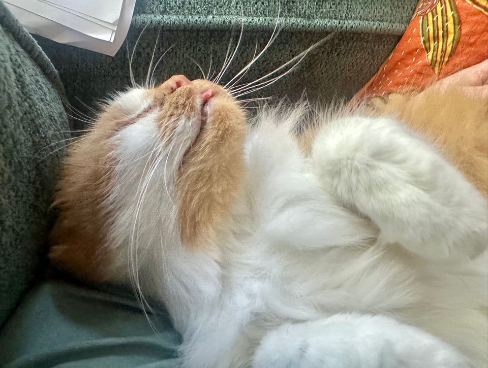 A small fluffy orange and white cat blissfully reclining on his back with a tiny pink tongue peeking out