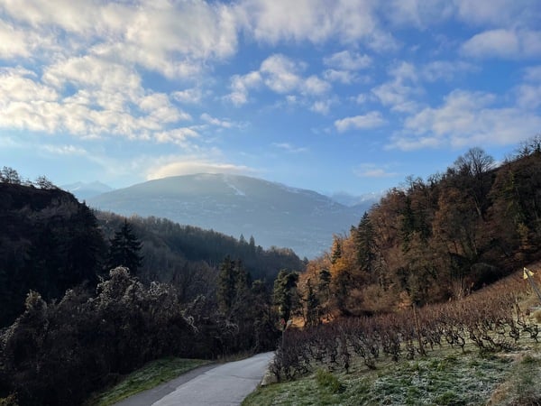 view near Sion, with vineyards in the foreground, but nothing on them as it is winter, then trees, and in the distance mountains