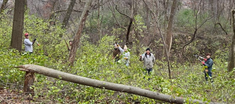 No White Lightning, but FSP members were merciless against invasive buckthorn at a recent session along the Pine Loop Trail. There’s lots more to get rid of, but they made a nice dent. / Photo by Steve Dietz