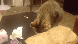 Gif of a tabby cat's head stuck in a yogurt container