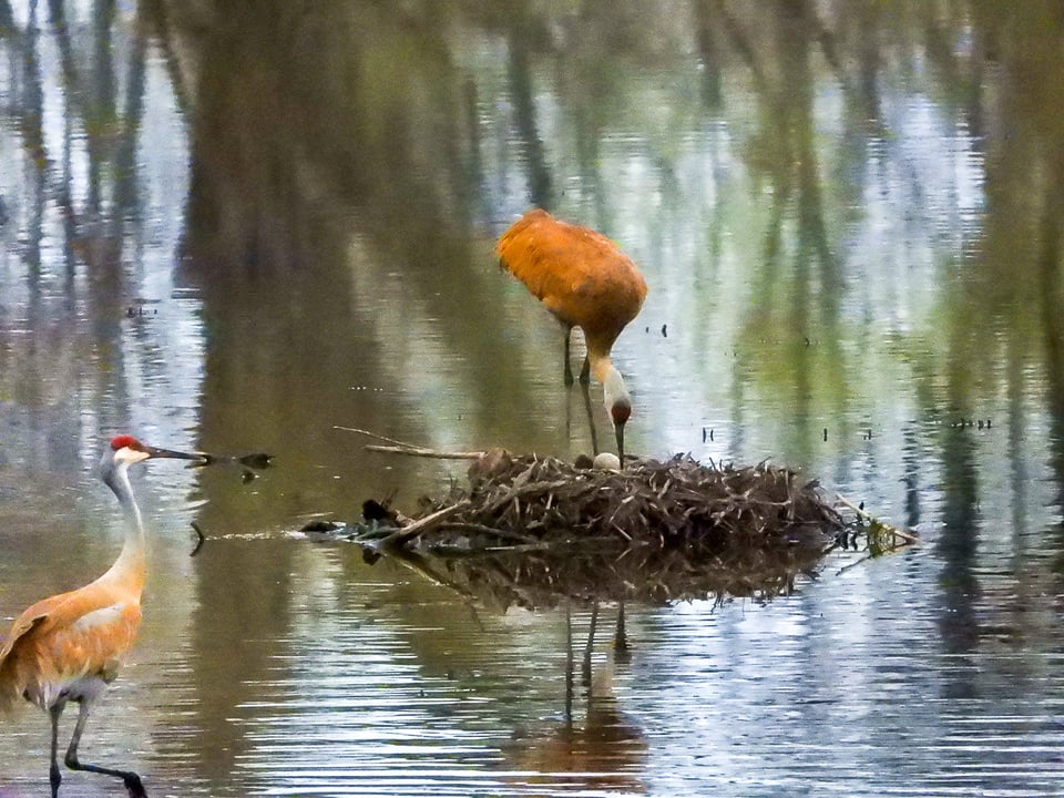 May: A month of birds, birth and beauty