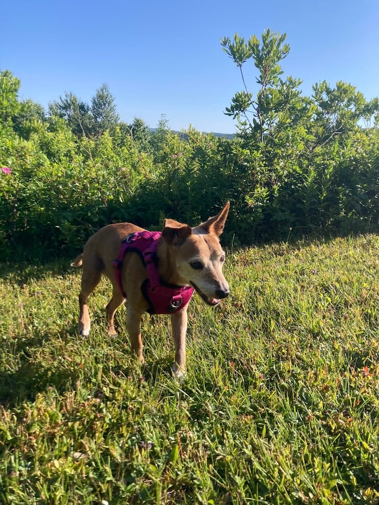 Heidi, white-faced in 2025, stands in the grass with a happy pant.