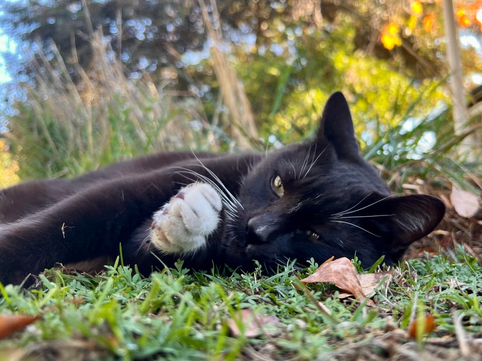 Todbot's cat lying in the grass