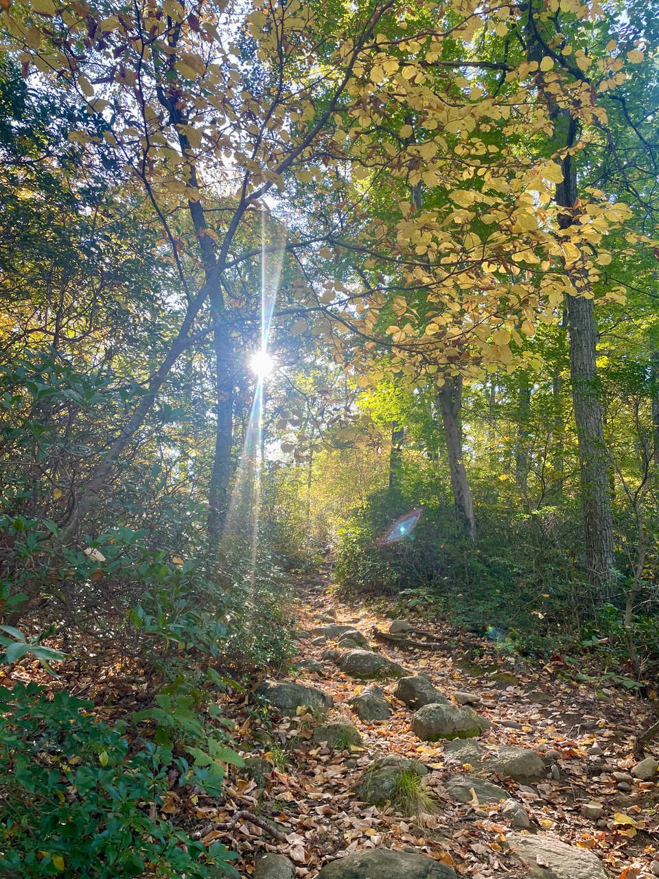 Sunlight glints through trees with just-changing autumn leaves. A rocky path strewn with fallen leaves is in the foreground.