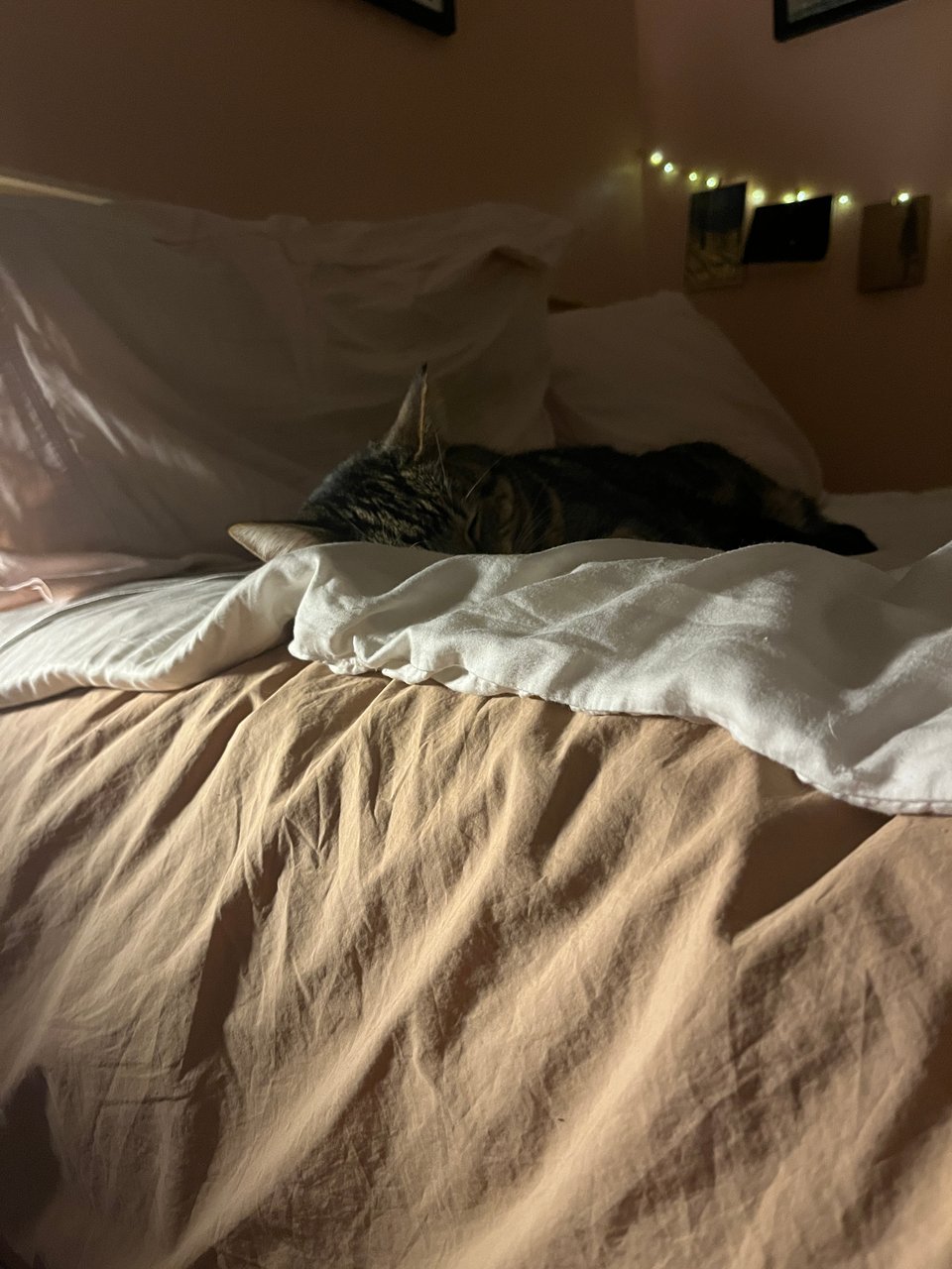 Nettle the cat asleep on the bed in low light on white and beige blankets with string lights in the background