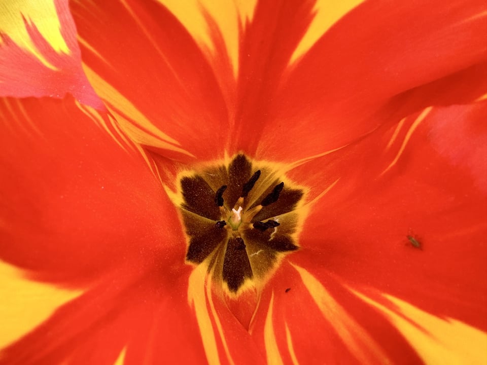 A way, way interior shot of the inside of a orange and yellow tulip.