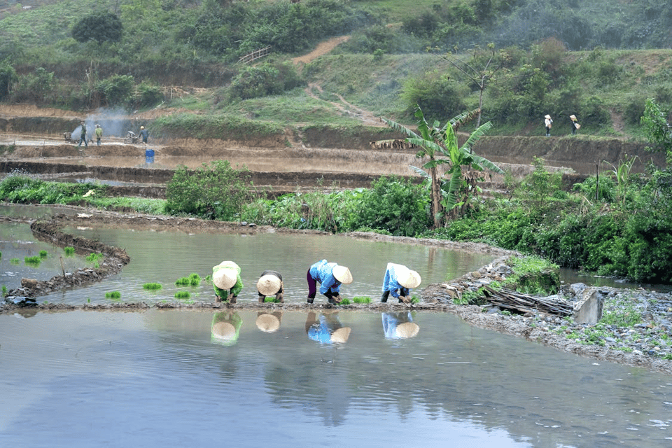 In a lush, terraced landscape, four farmers wearing conical hats bend over shallow water as they plant young rice seedlings by hand. Their reflections ripple in the flooded paddy field, surrounded by stone borders and vibrant greenery