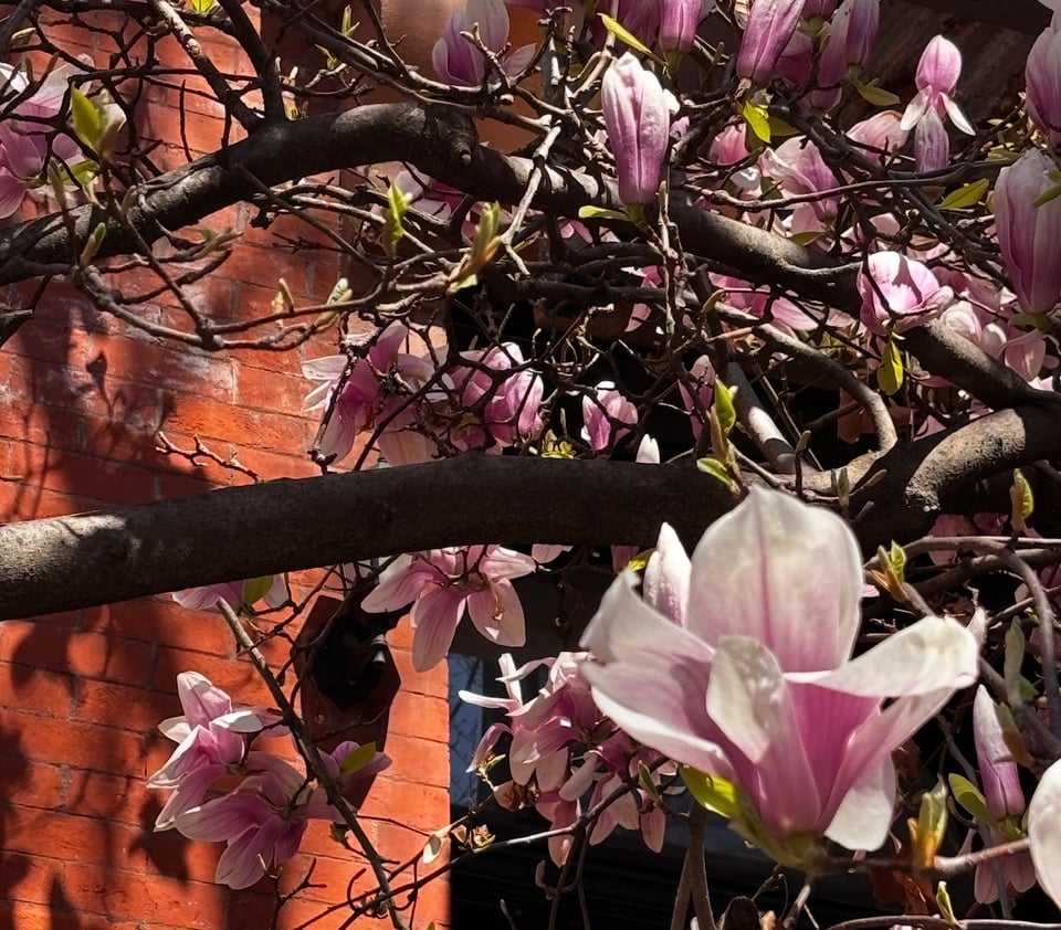 tree blossoms in Brownstone Brooklyn