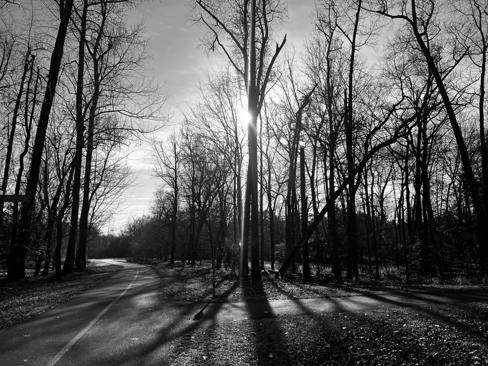 black & white forest trails with sun through trees