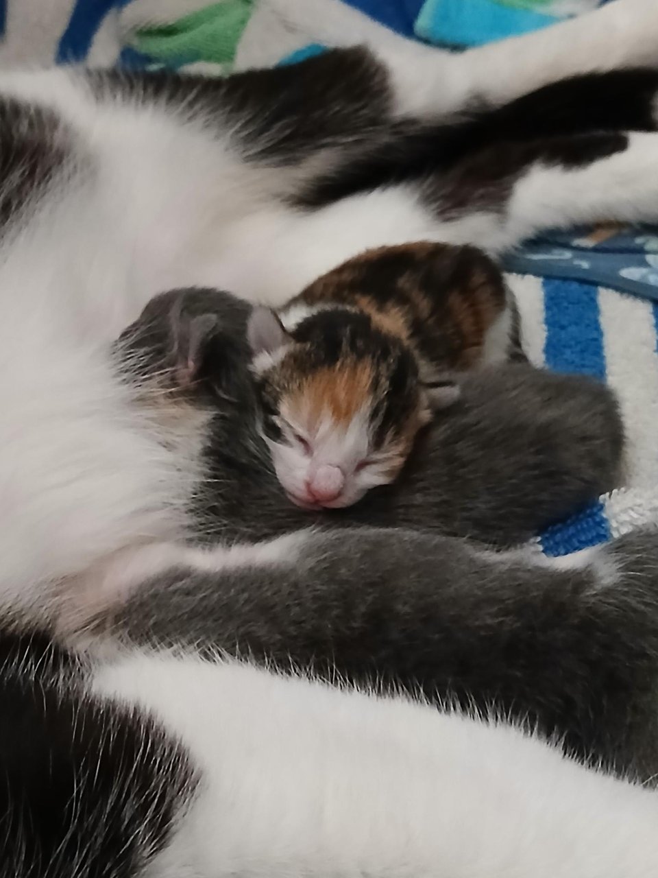 A newborn calico kitten sleeping with her head on her dilute tortie sibling, against mom's black and white fur