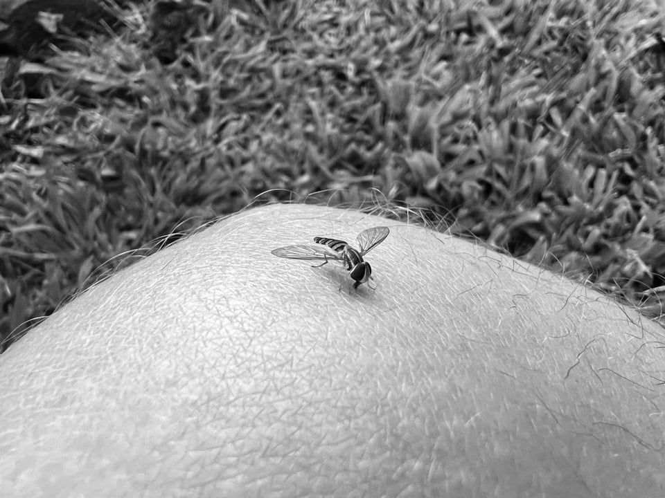 23 — Hoverfly.jpeg