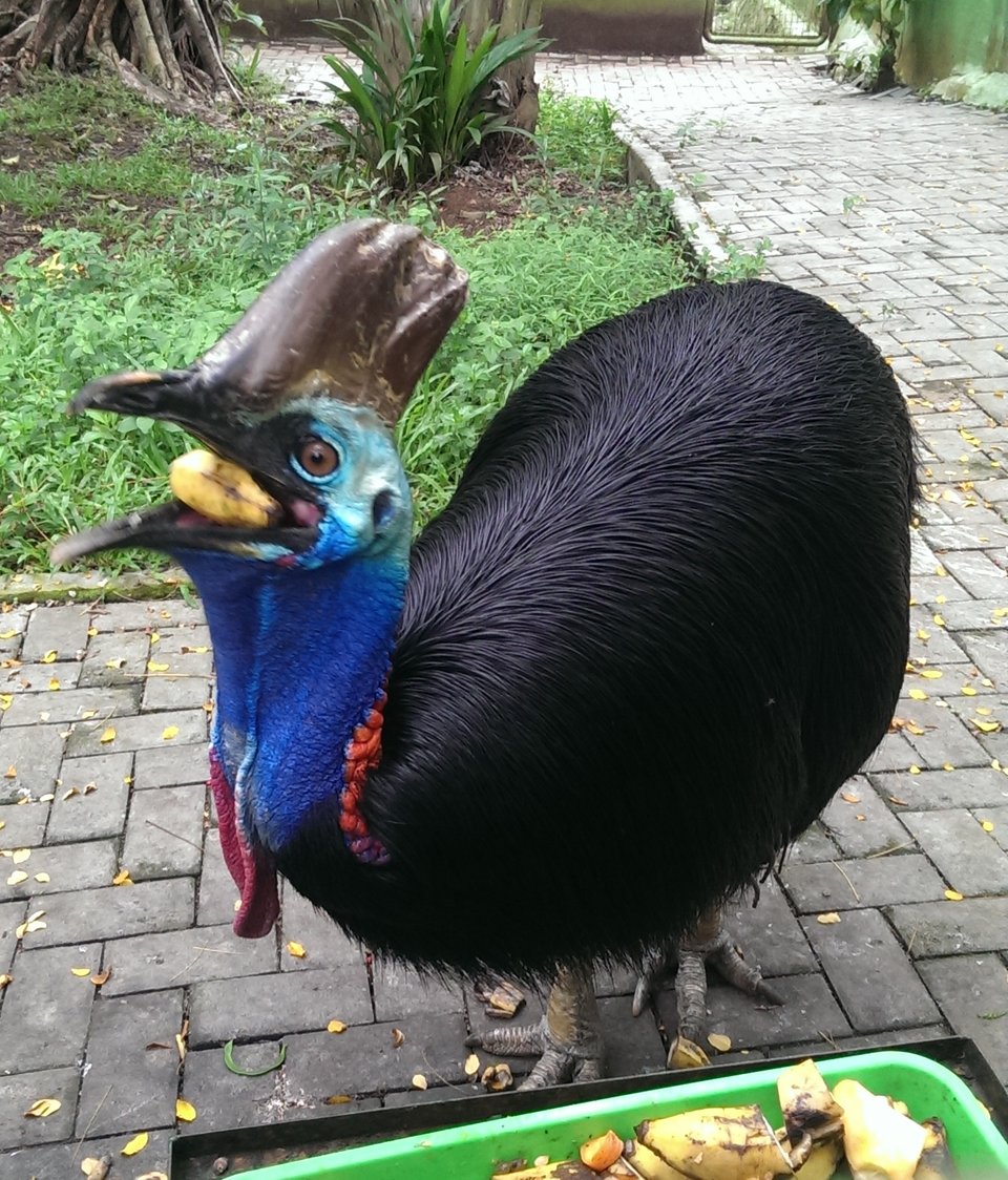 cassowary.jpg