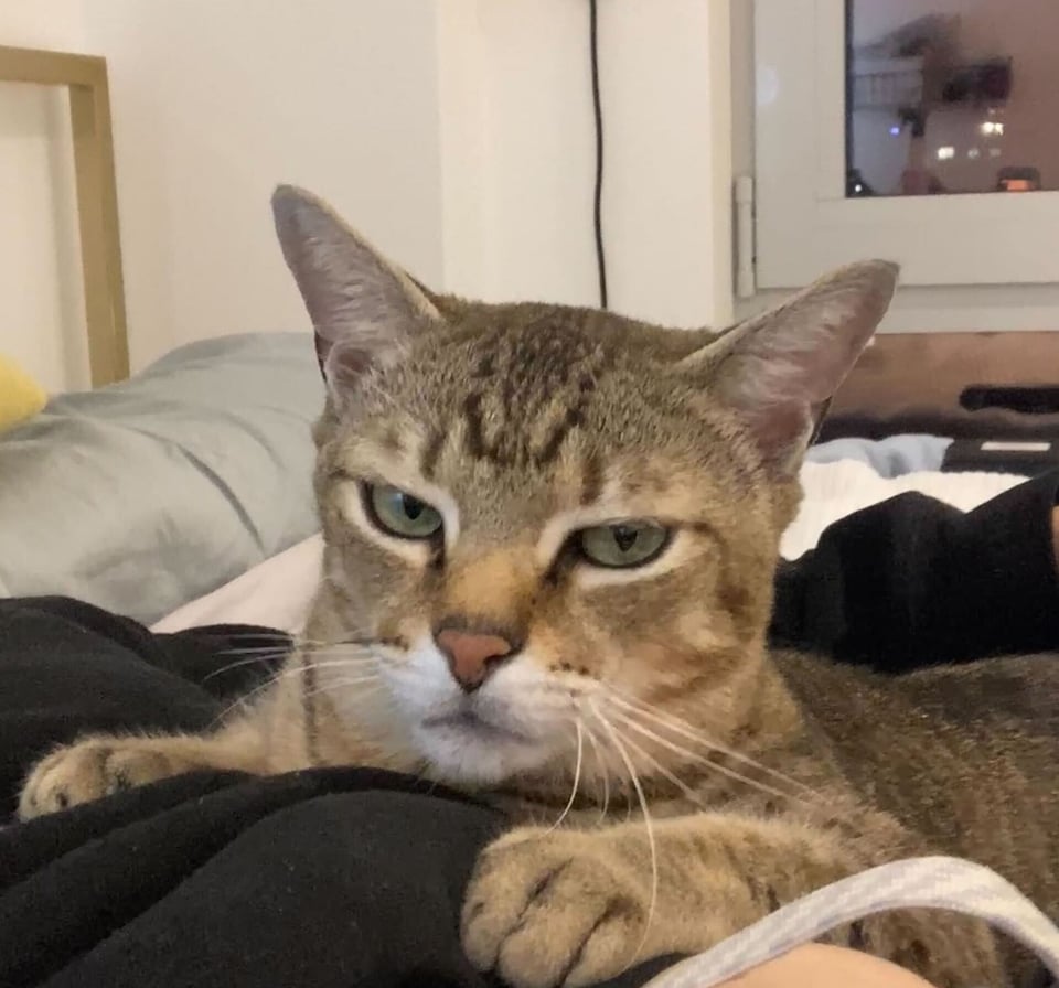 a very mad looking cat rests his paws on my belly. he has green eyes, is brown and stripey, with white whiskers.