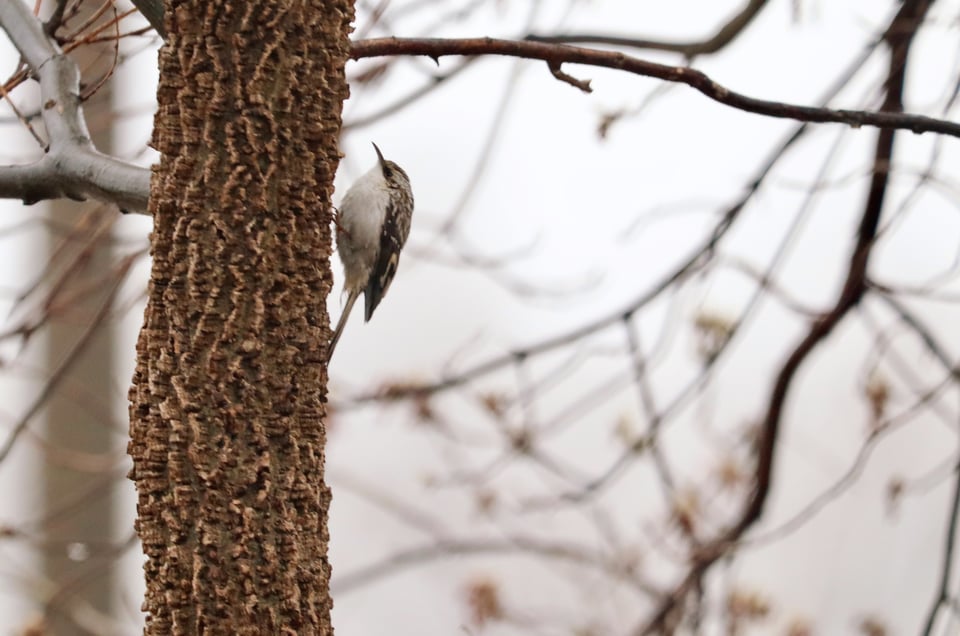a bird perched on a tree