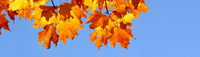 autumn leaves against a blue sky