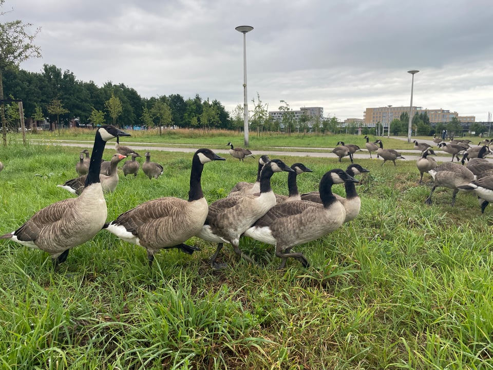 Canada geese  cover the grass in a park with grey skies behind them.