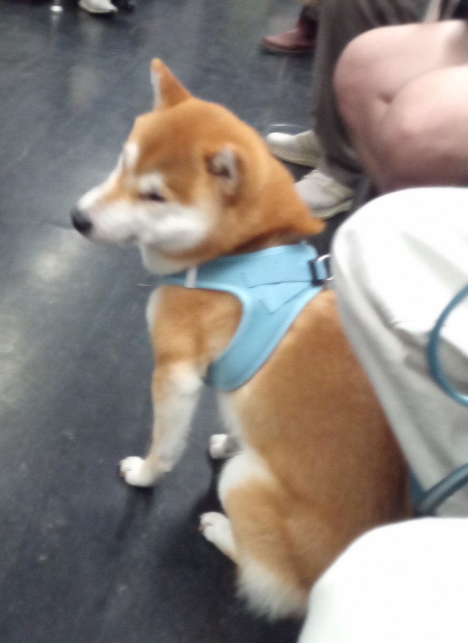 A patient brown and white shiba inu, wearing a light blue harness, at his owner's feet on the subway.