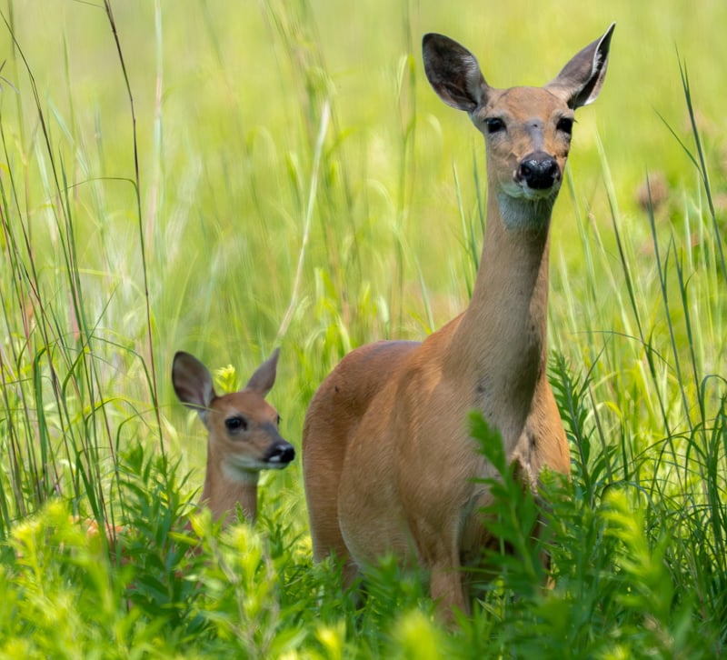 By July, white-tail deer fawns born in May and June are bigger and more independent, but they still have the good sense to stick close to their wary mothers. Fawns’ spots disappear three to four months after birth. / Photo by Earl Bye