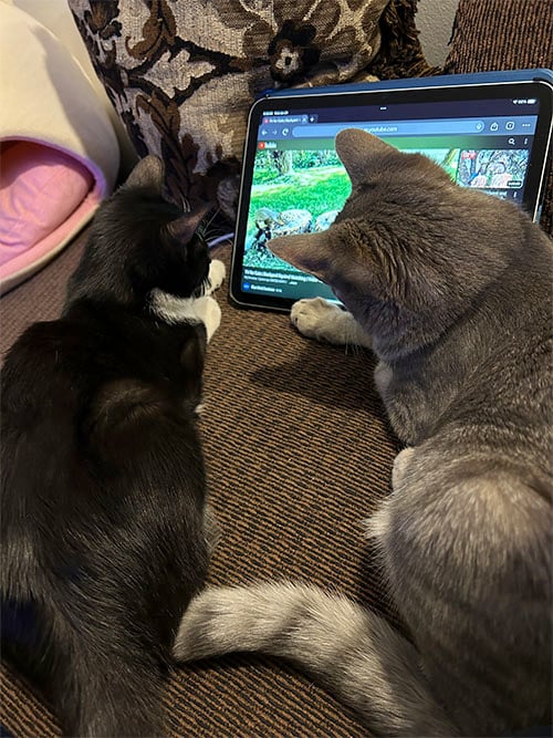 my cats pixie and reilly watching bird videos on the ipad