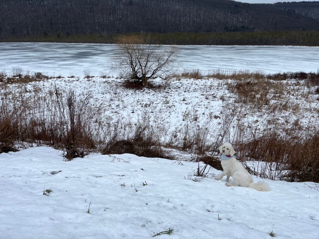 vverb's Plex Newsletter, February 2026