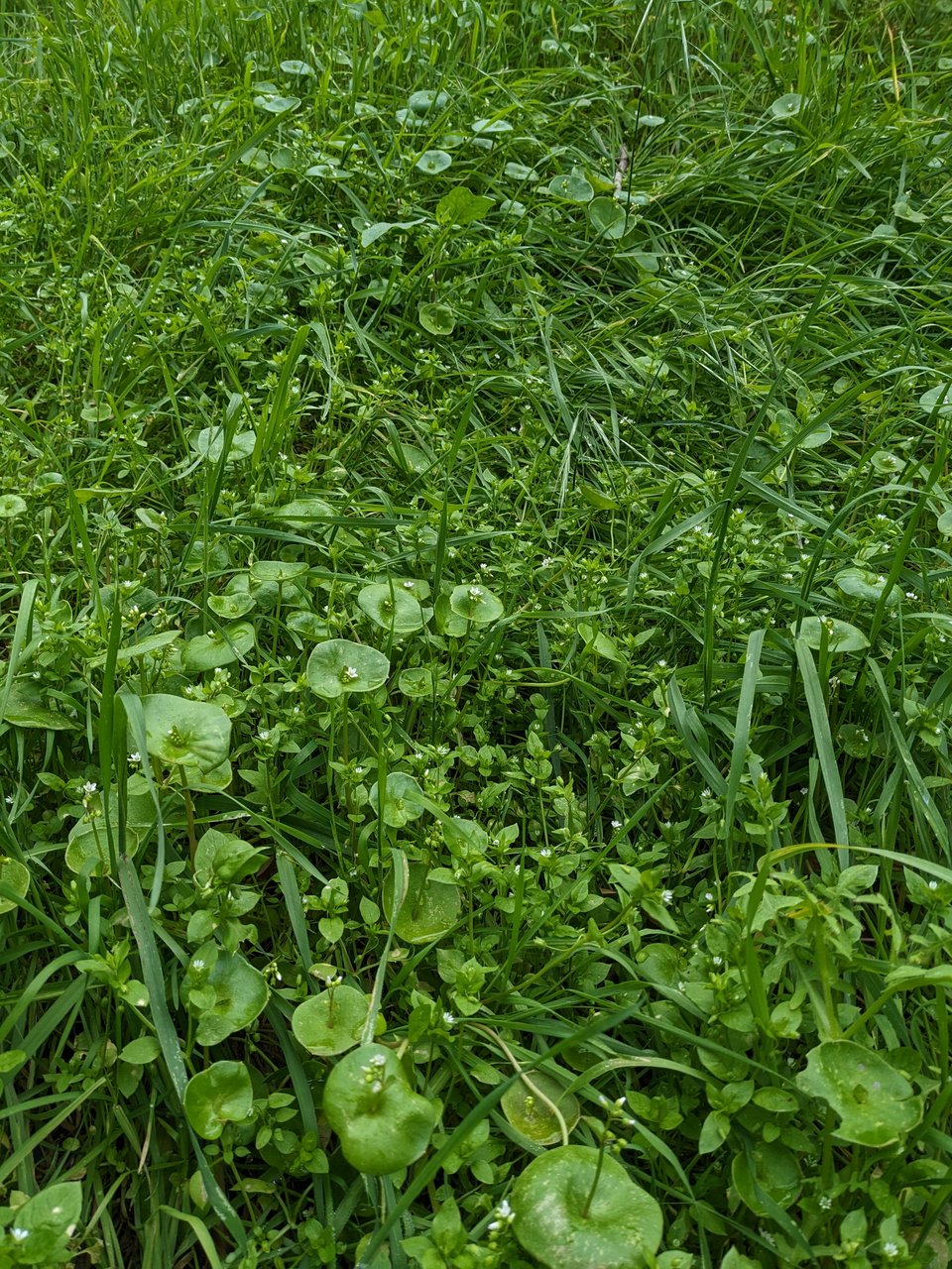 Miner's lettuce growing among long grasses on a hillside in Elysian Park. The miner's lettuce leaves look like glossy cups, with a stem protruding from the center.