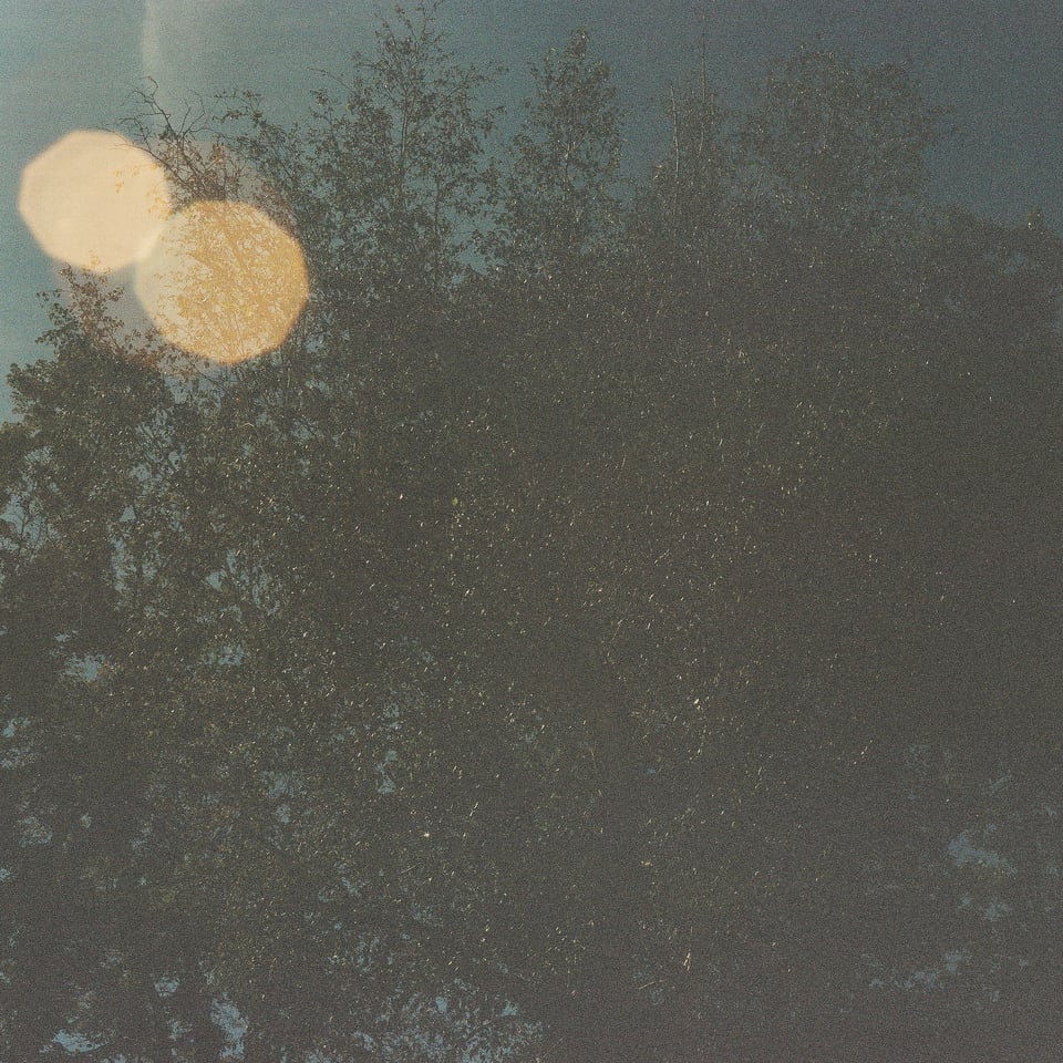 Track 29 cover, which is a picture of a tree taken on a film camera with lens flare in the upper left corner