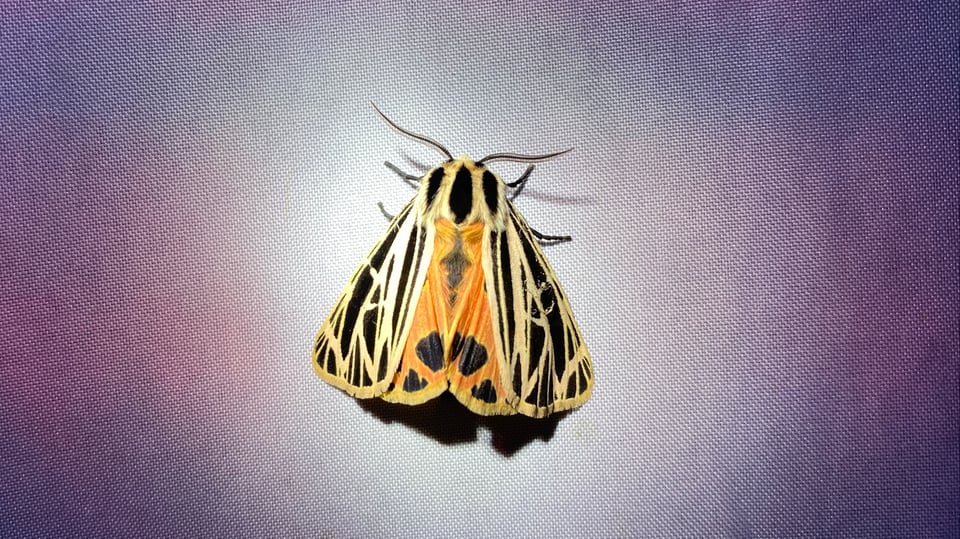 a photo of a moth with geometric black and yellow striped wings and coral-colored underwings with black spots, on a white sheet