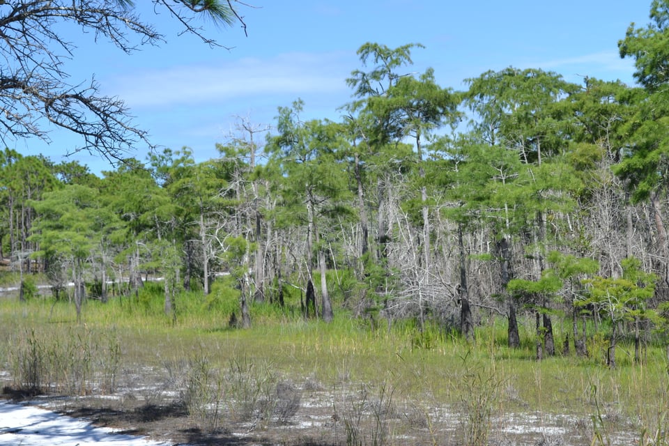 A forest of thin pine trees with grassy undergrowth.