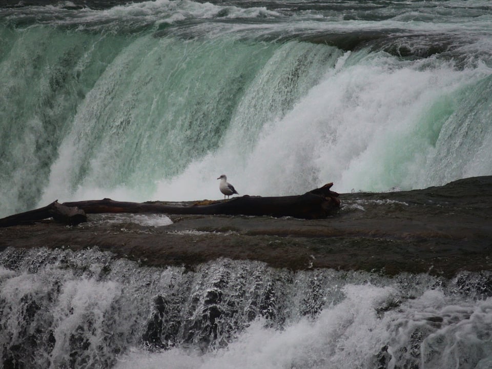 a gull stands on a log amidst the falls.