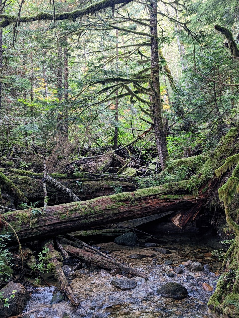 a moss forest
