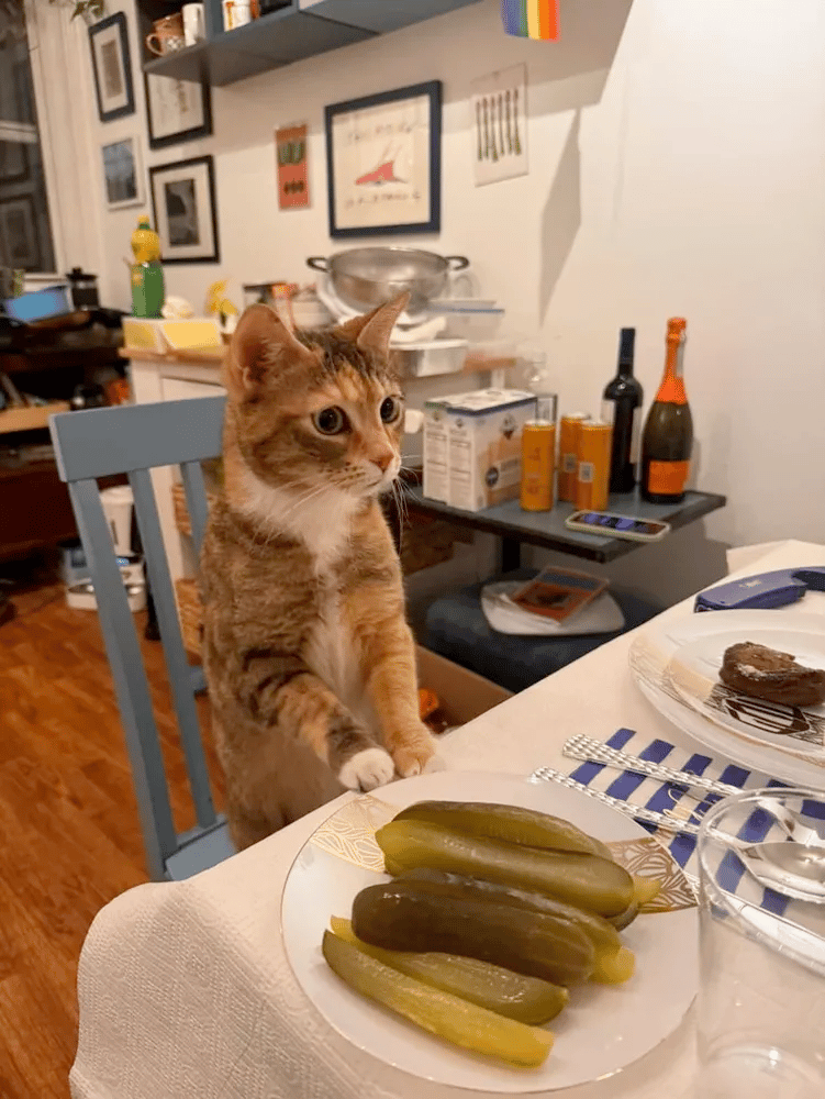 a multicolor tabby cat sits on a chair at a set kitchen table with her paws up on the table next to a plate of pickles