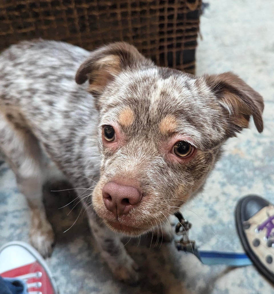 Puppy looking at the camera